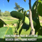 Young pawpaw fruit on pawpaw tree 