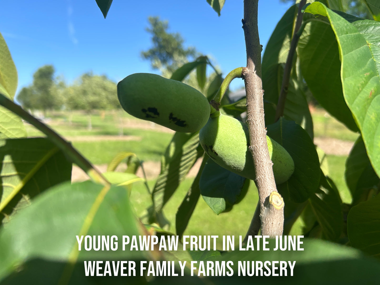 Young pawpaw fruit on pawpaw tree 