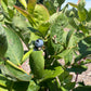 Blueberry Plant 'Blue Crop'
