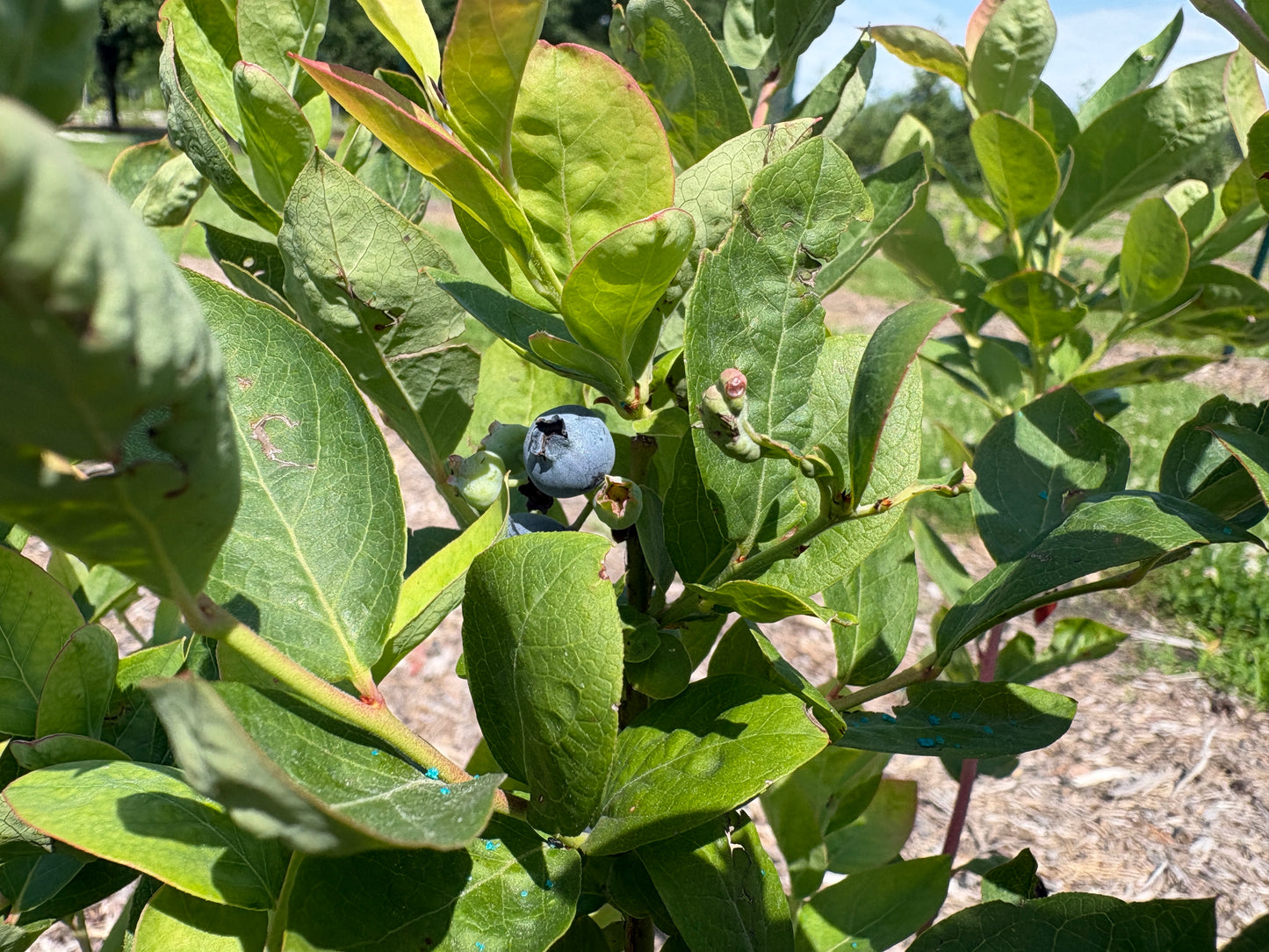Blueberry Plant 'Blue Crop'