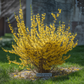 Forsythia shrub in early spring bloom