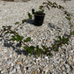 Thornless Blackberry 'Triple Crown'
