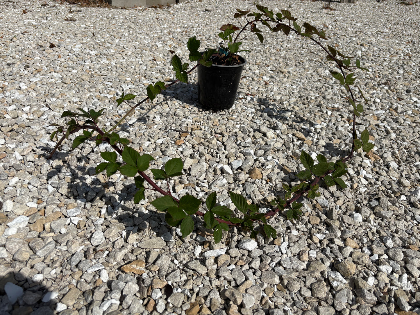 Thornless Blackberry 'Triple Crown'