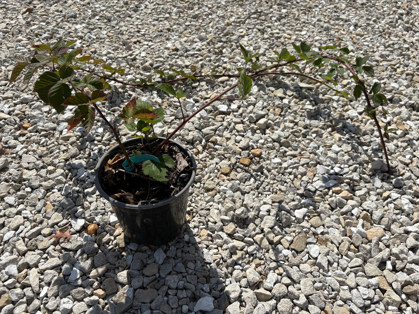 Thornless Blackberry 'Triple Crown'