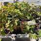 Thornless Blackberry 'Triple Crown'