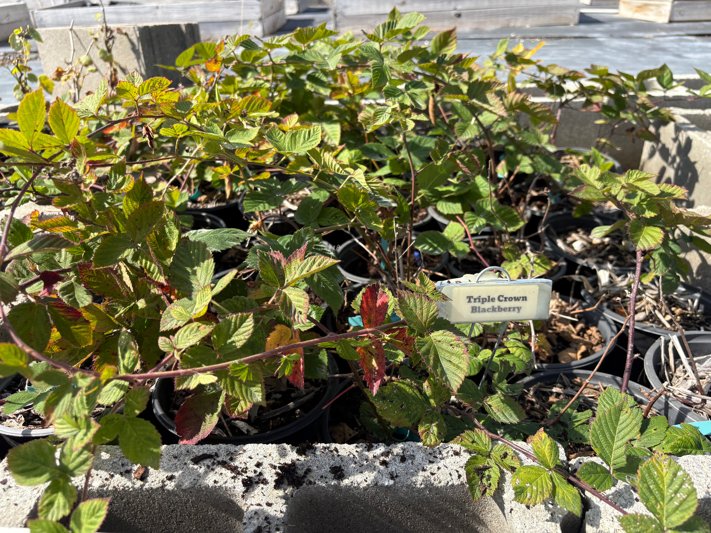 Thornless Blackberry 'Triple Crown'