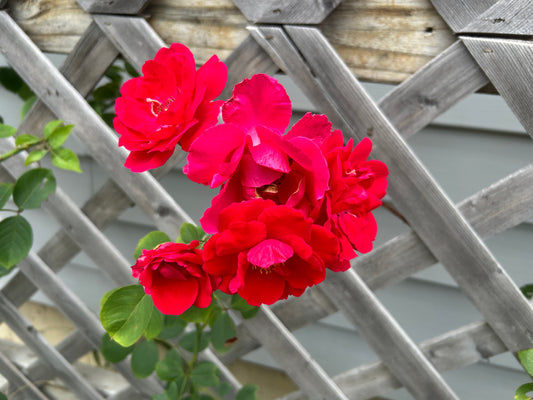 Blaze Climbing Rose in full bloom.
