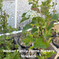 Ninebark
