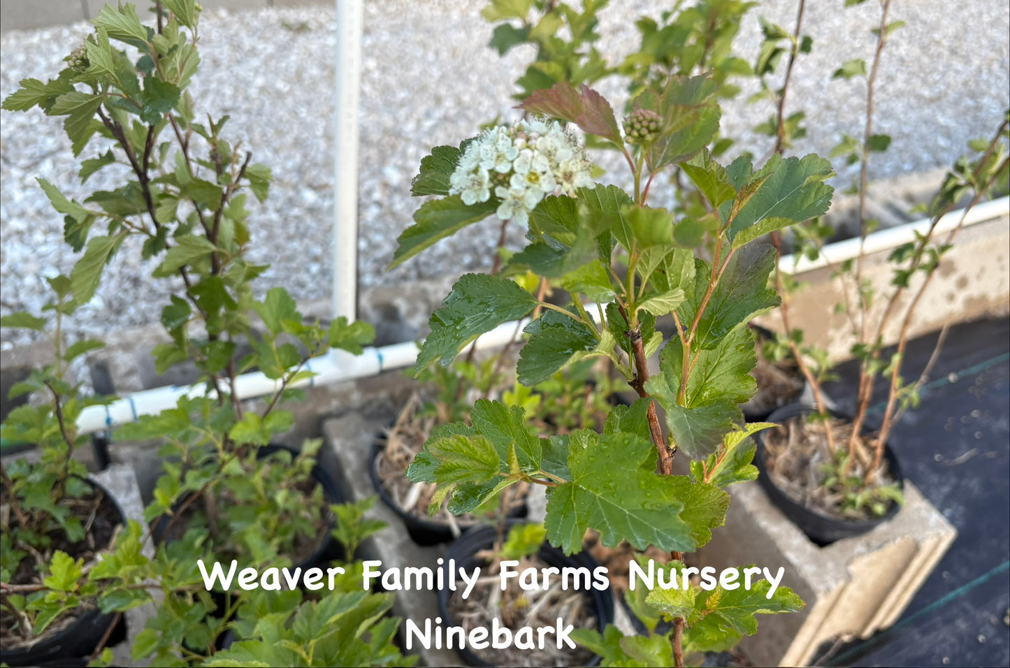 Ninebark