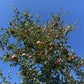 Winesap apple tree in an orchard
