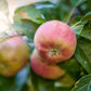 Close-up of Liberty apple with red blush
