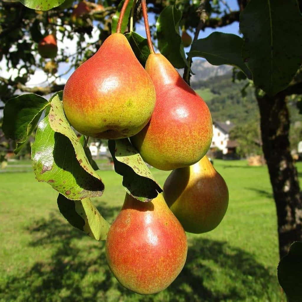 Moonglow pear tree with ripening fruit
