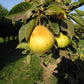 Dwarf Orient pear tree in a backyard orchard
