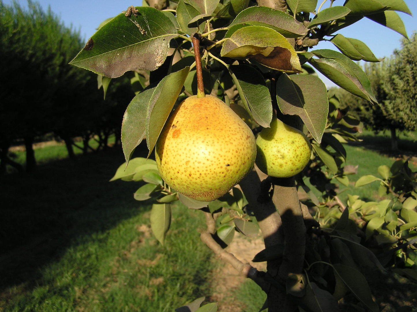 Dwarf Orient pear tree in a backyard orchard
