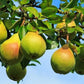 Ayers Pear Tree with green leaves.
