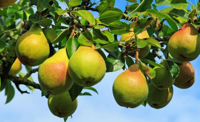 Ayers Pear Tree with green leaves.
