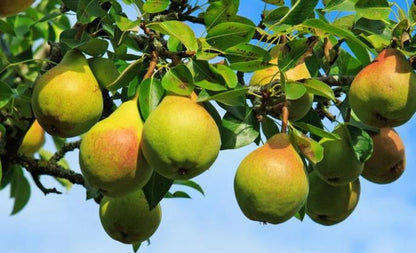 Ayers Pear Tree with green leaves.
