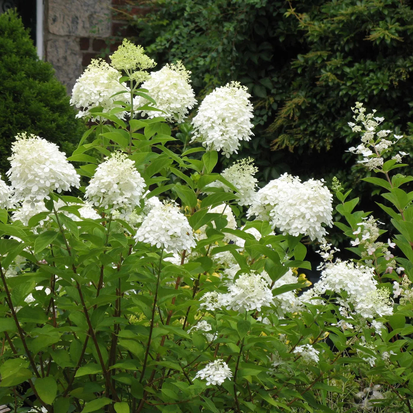 Pee Gee Tree blooming in a garden.
