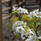 Blossoming Moonglow pear tree in spring

