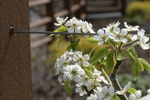 Blossoming Moonglow pear tree in spring
