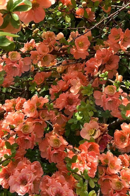 Cameo Flowering Quince in full bloom.
