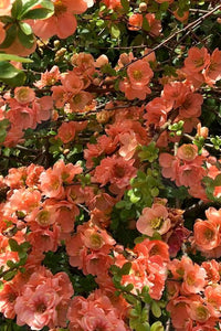 Flowering Quince 'Cameo'