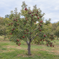 Full-grown Red Delicious Apple Tree in an orchard.