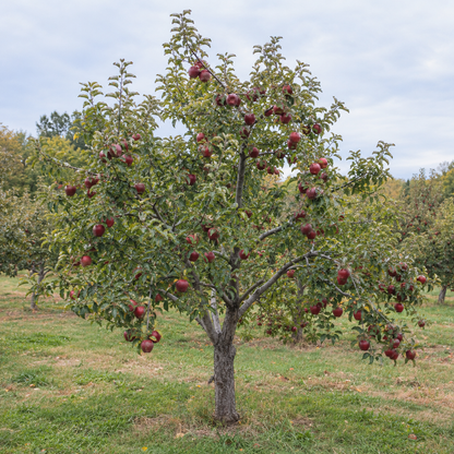 Full-grown Red Delicious Apple Tree in an orchard.