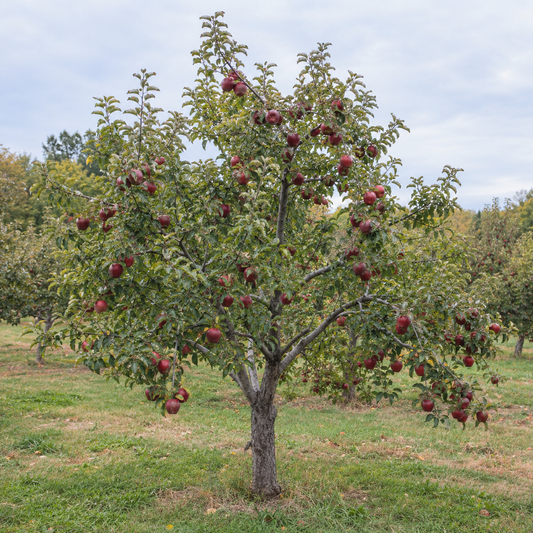 Full-grown Red Delicious Apple Tree in an orchard.