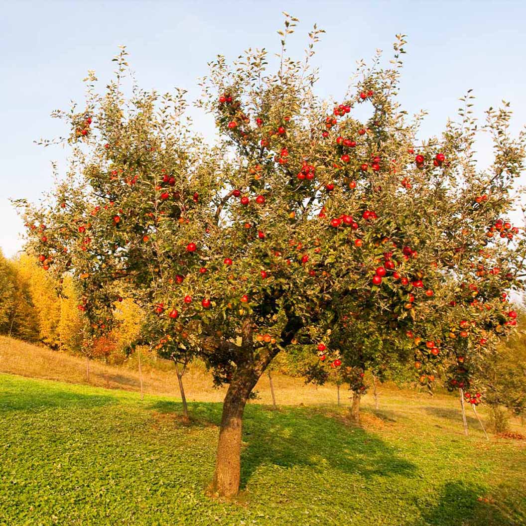 Full-grown Red Delicious Apple Tree in an orchard.