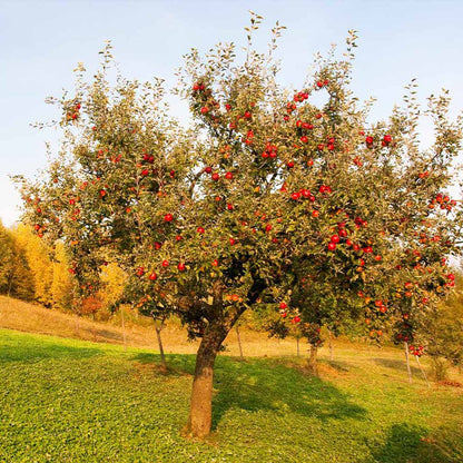 Full-grown Red Delicious Apple Tree in an orchard.