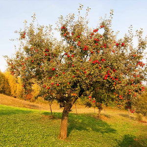 Apple Tree 'Red Delicious'