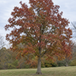 Shumard Oak Tree with vibrant red fall leaves.