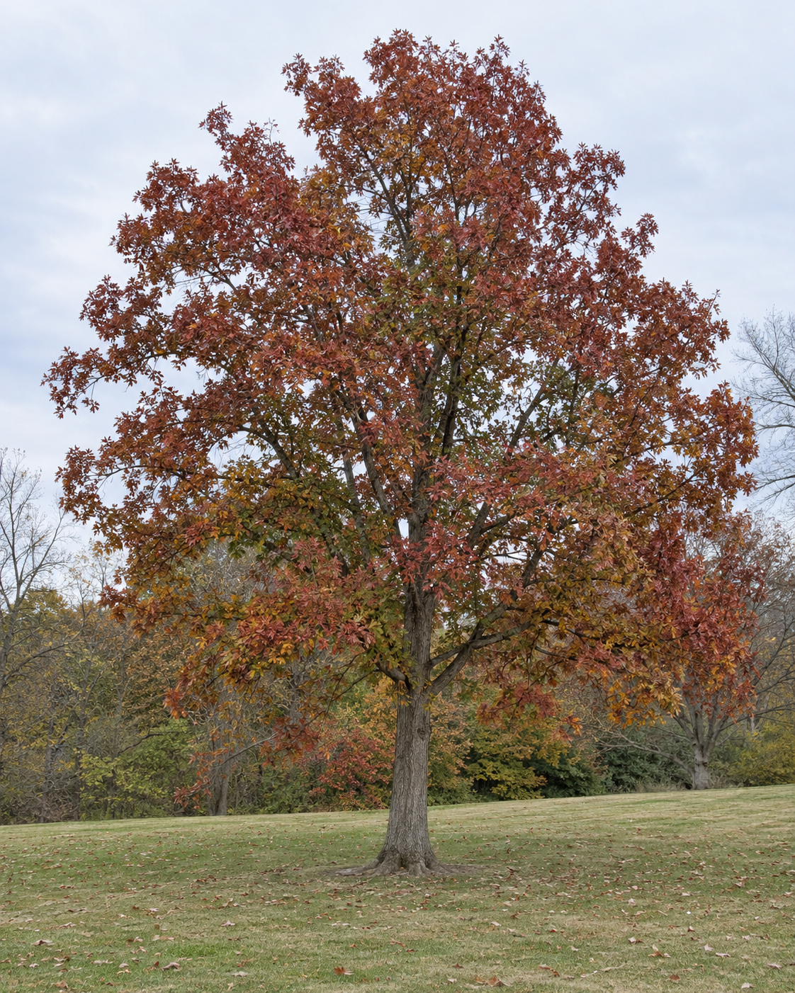 Shumard Oak Tree with vibrant red fall leaves.