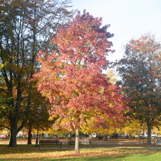 Sweet Gum Tree with vibrant fall colors.