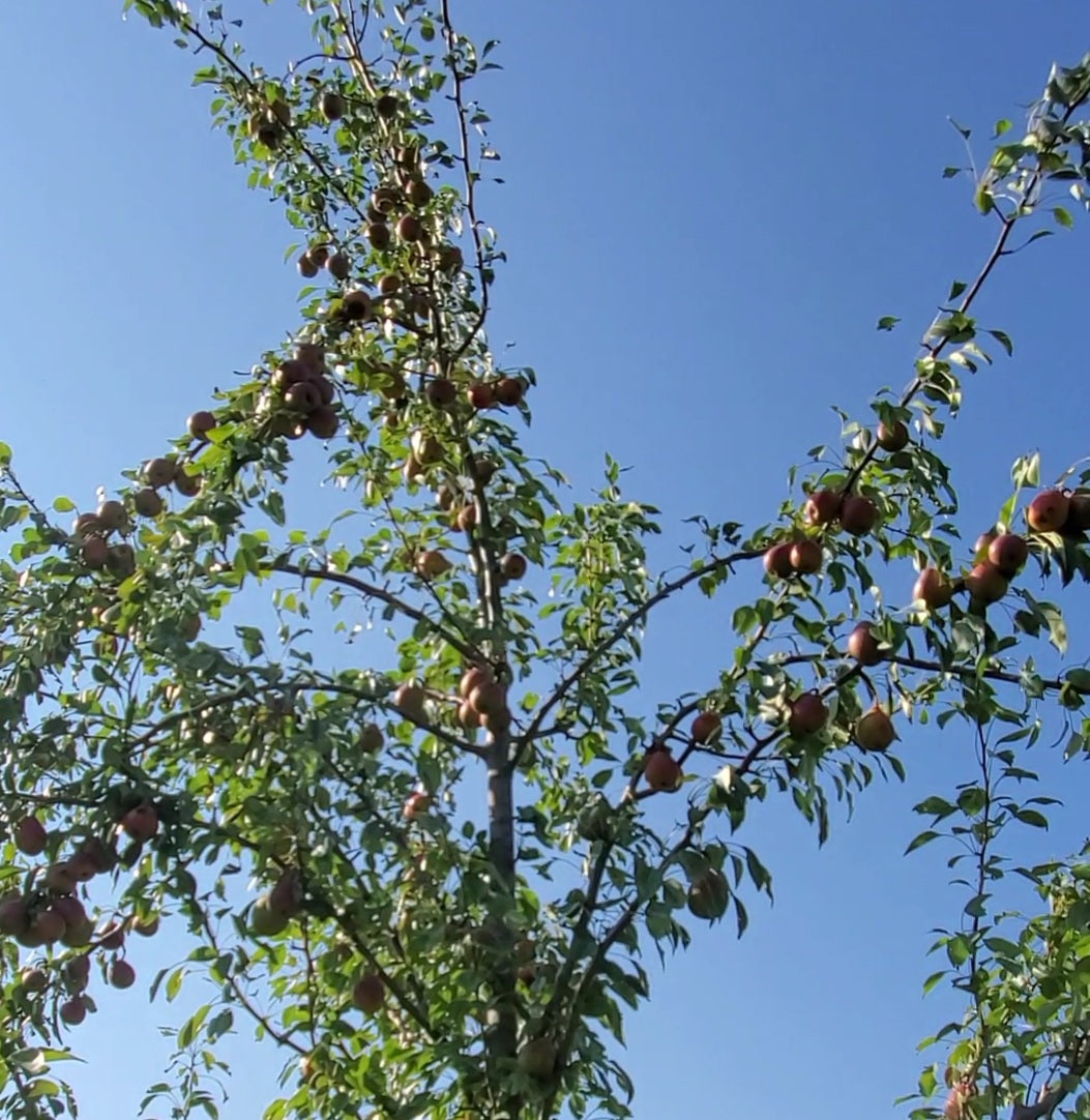 Healthy Ayers Pear Tree for sale.
