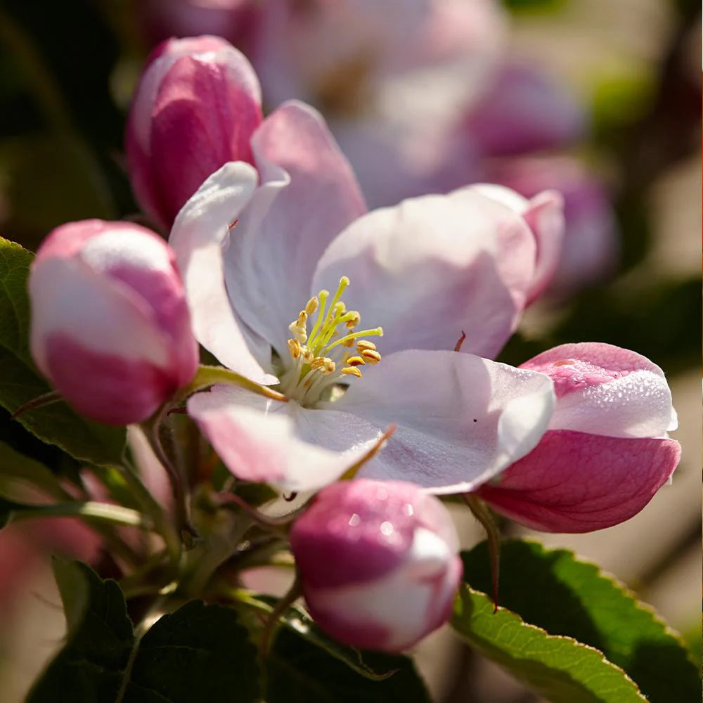 Winesap apple tree in full bloom
