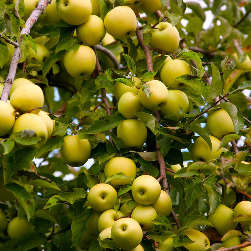 Golden Delicious apple tree with golden-yellow fruit
