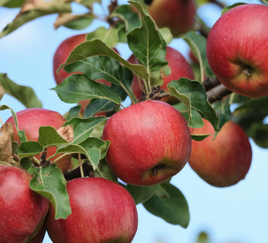 Frostbite Apple Tree – Cold Hardy & Sweet Apples
