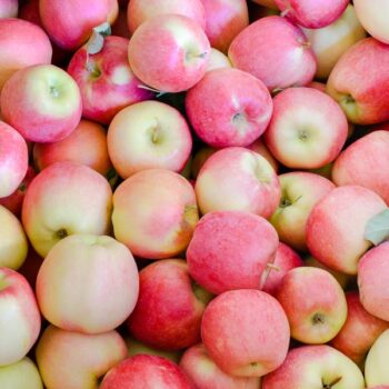 Ambrosia apples fresh off the tree