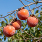 american persimmon tree diospyros virginiana native missouri tree
