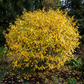 american witch hazel fall foliage in landscape
