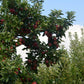 Dwarf Arkansas Black apple tree in a garden
