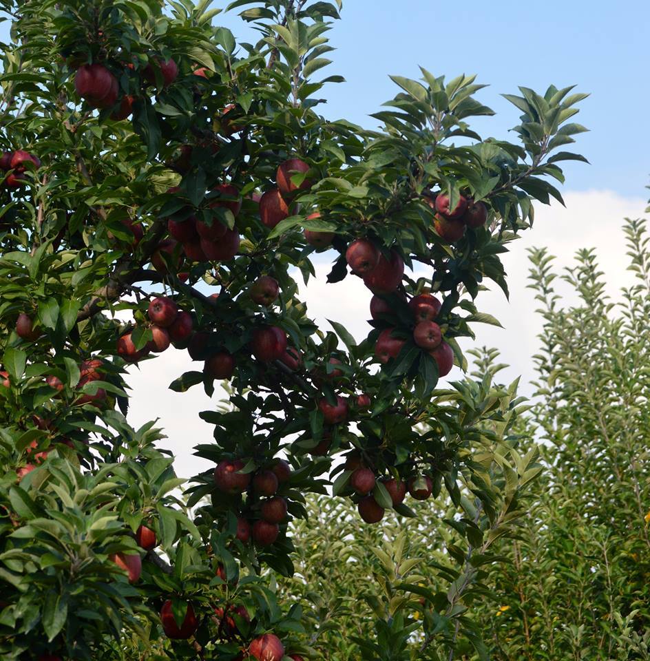 Dwarf Arkansas Black apple tree in a garden
