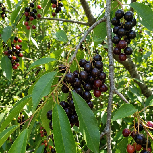 black cherry tree prunus serotina native missouri tree
