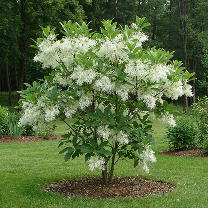 chionanthus virginicus white fringe tree blooming in a backyard landscape
