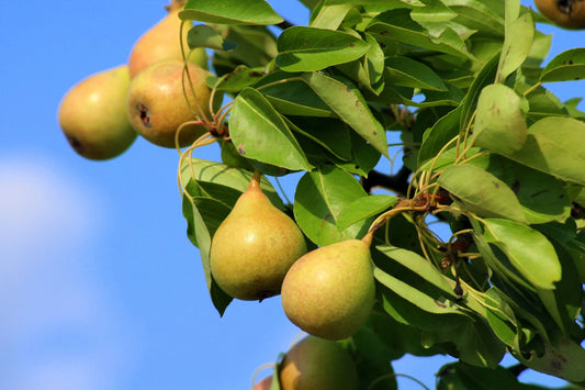 Ripe Comice pears on a branch