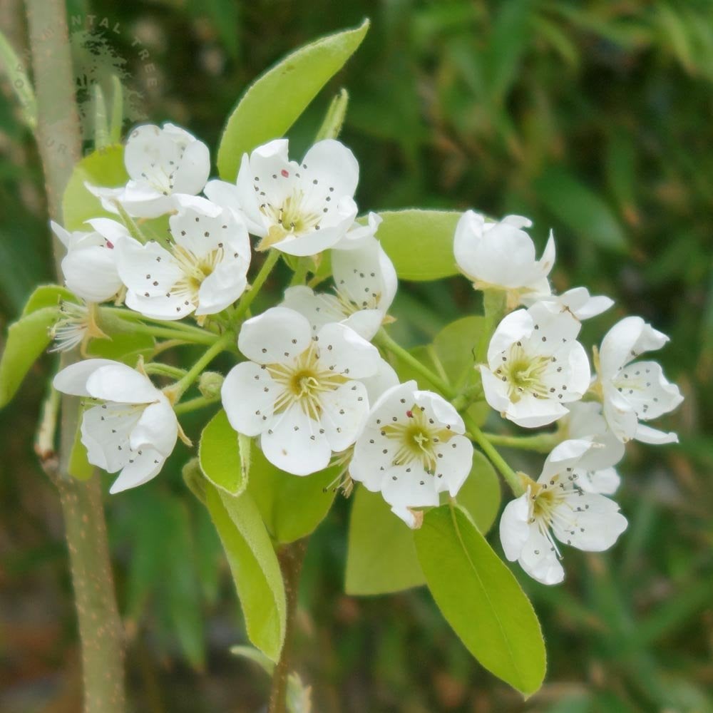 comice pear tree blooming in the spring