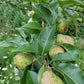 Kieffer pear sapling for sale
