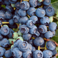 early season duke blueberry berries close up
